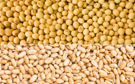 Novità dai principali mercati. Le pillole di Areté su Seme di Soia e Arachidi