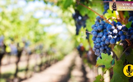 Un progetto di ricerca prepara il Nero d’Avola alle sfide del futuro