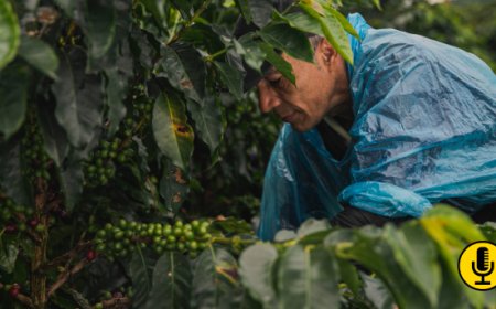 Il mercato del caffè tra crisi climatica e trasformazione. L'analisi di Imperator