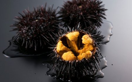 Jetro porta le eccellenze ittiche giapponesi  a Identità Milano 2025