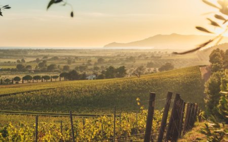 Monteverro: il calendario 2025 tra eventi mondiali e vini pregiati