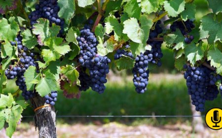 Viticoltura: dati satellitari e sensori al suolo per scegliere le aree per i nuovi impianti