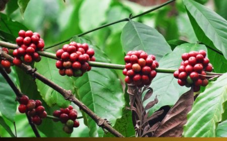 Caffè alle stelle: il clima mette in crisi i produttori mondiali. I dati FAO