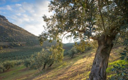 Carapelli innova il settore oleario con la tecnologia blockchain