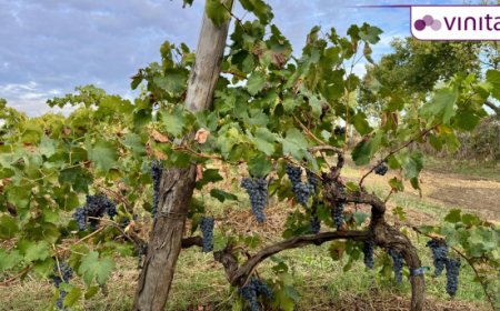 Vinitaly 2025: La Maliosa protagonista con i suoi vini naturali