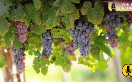 Luce UV-C contro l’oidio della vite: la svolta sostenibile dai laboratori della Washington State University