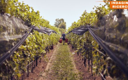 Vini PIWI: ecco cosa rivela la ricerca IM.VI.BIO.R. sulla loro diffusione