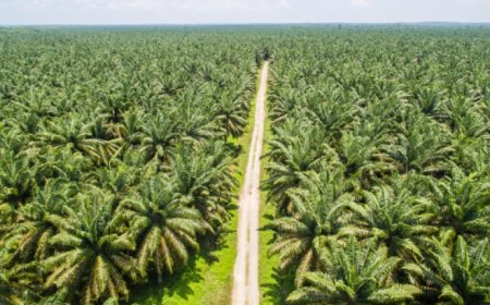 Contro la deforestazione semplificazioni e nuove linee guida dall'Europa