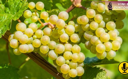 Il risveglio del Catarratto, tesoro riscoperto della viticoltura siciliana