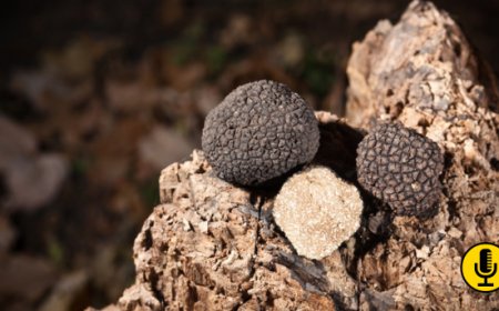 In Sardegna nasce Tastos, progetto che unisce pastorizia e tartuficoltura