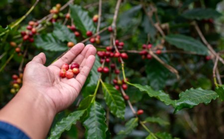 Il paradosso dello Specialty Coffee: eccellenza senza tutele