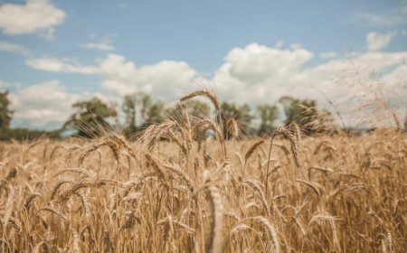 Durum Days 2025: Martinelli (Italmopa) invoca collaborazione nella filiera del grano duro