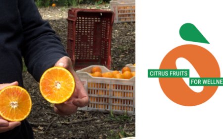 ''Citrus Fruits for Wellness'', il progetto di Euroagrumi per la valorizzazione degli agrumi siciliani