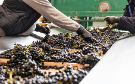 Prezzi minimi del vino: UIV boccia la proposta francese che rischia di danneggiare il mercato