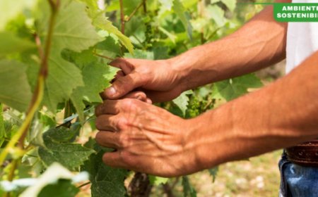 Secondo una ricerca sono le regioni vitivinicole europee le più colpite dal cambiamento climatico 