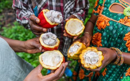 Prezzi del cacao alle stelle: +220% in tre anni. L'indagine Altroconsumo