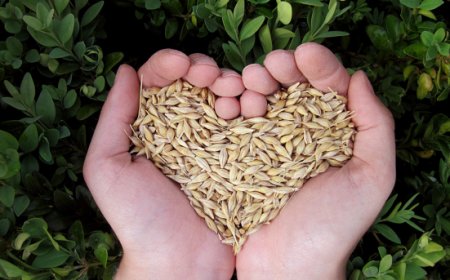 Giornata Mondiale della Sicurezza Alimentare: priorità assoluta per Italmopa