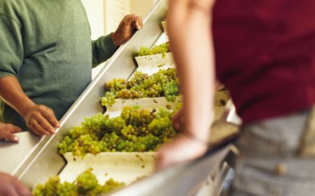 Vini dealcolati: sbloccato lo stallo normativo, UIV chiede rapida attuazione del decreto