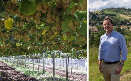 Zespri: un anno di risultati positivi e le nuove prospettive per il kiwi SunGold italiano