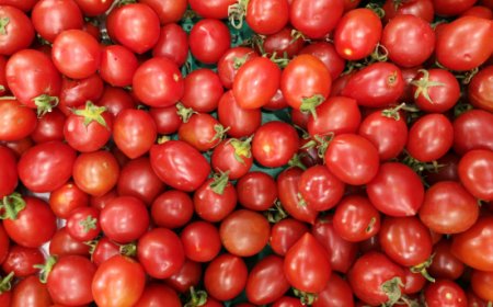 Campagna pomodoro da industria 2025: inizia la raccolta e trasformazione nel Nord Italia