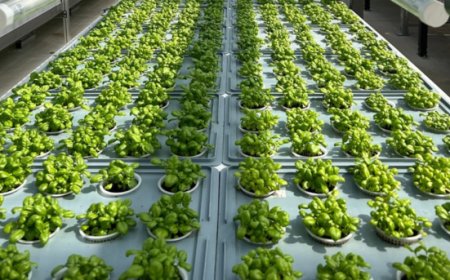 Eni rivoluziona la mensa aziendale con una serra hi-tech