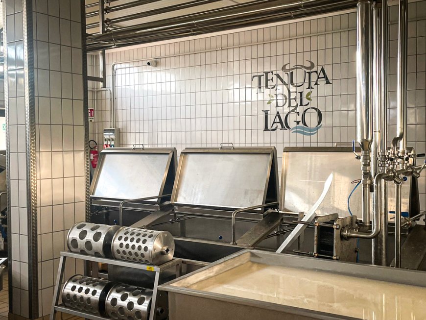 Caiazzo, nasce Tenuta del Lago: filiera chiusa per la mozzarella di bufala DOP