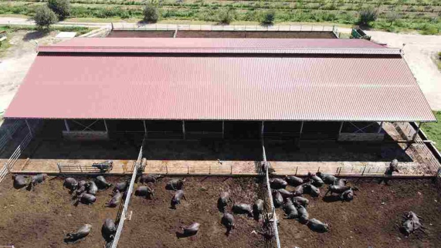 Caiazzo, nasce Tenuta del Lago: filiera chiusa per la mozzarella di bufala DOP