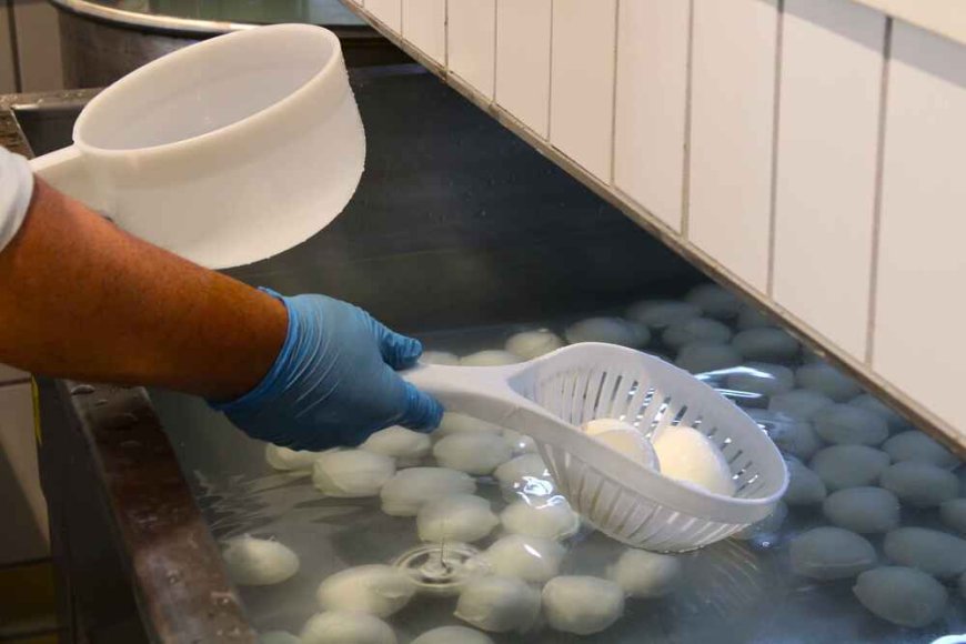 Caiazzo, nasce Tenuta del Lago: filiera chiusa per la mozzarella di bufala DOP