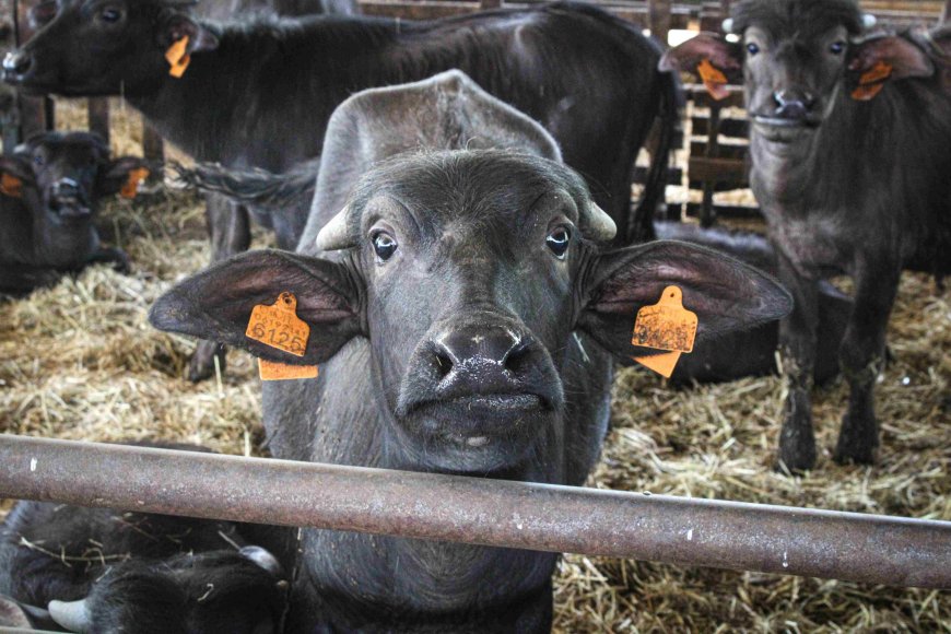 Caiazzo, nasce Tenuta del Lago: filiera chiusa per la mozzarella di bufala DOP
