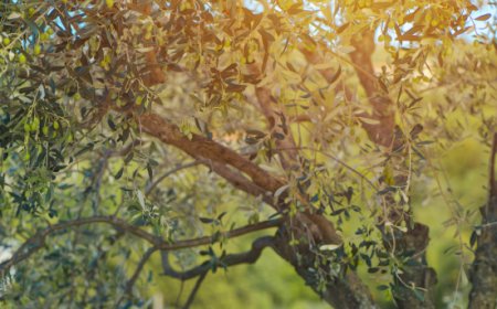 Olio d'oliva italiano: export +6,8% e fatturato da 5,8 miliardi nel 2024