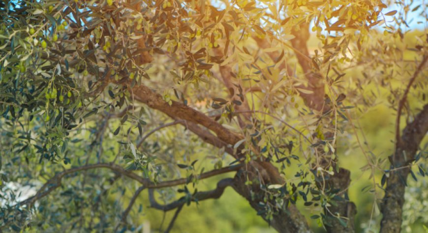 Olio d'oliva italiano: export +6,8% e fatturato da 5,8 miliardi nel 2024