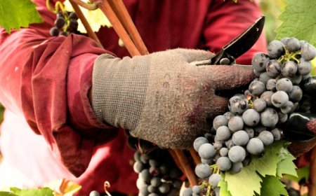 Vendemmia 2025 Produttori di Manduria: +40% di produzione dopo il difficile 2024