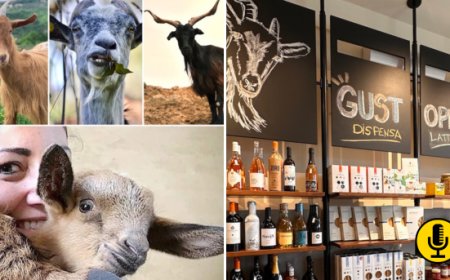 La rinascita della capra cilentana con Tenuta Principe Mazzacane 