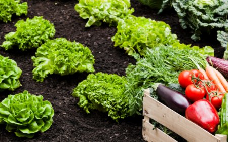 Agricoltura: l'Italia ha tre mesi per evitare la restituzione di 52 milioni di euro all'UE