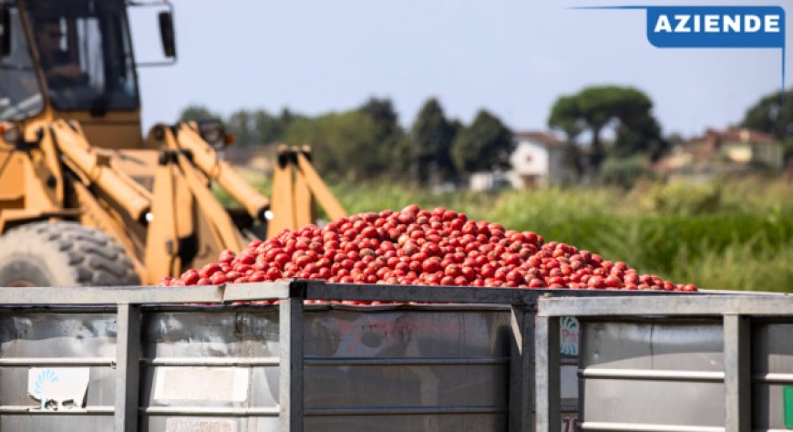 Campagna pomodoro Conserve Italia: +19,5% di produzione e investimenti da 25 milioni in sostenibilità