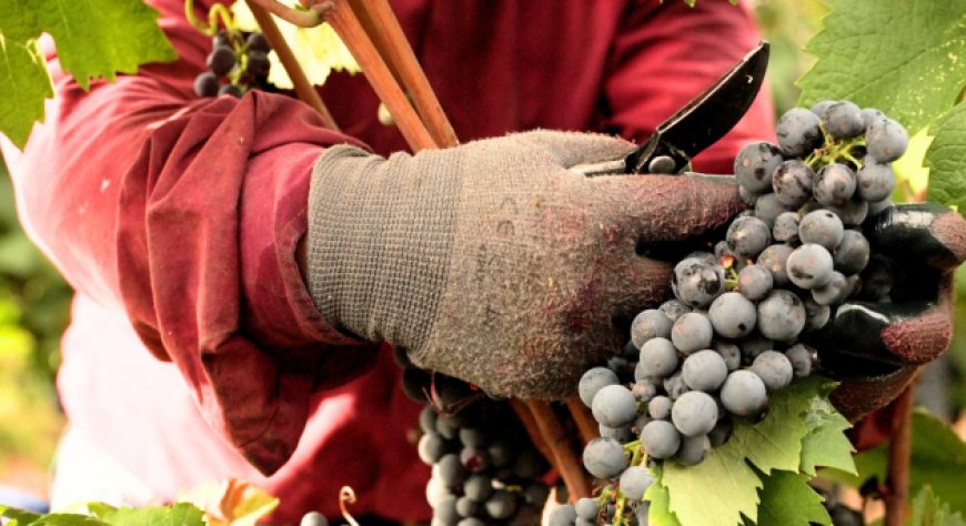 Vendemmia 2025 Produttori di Manduria: +40% di produzione dopo il difficile 2024