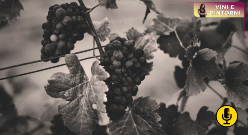 Dall’antica Mesopotamia la lezione di adattamento della vite al clima