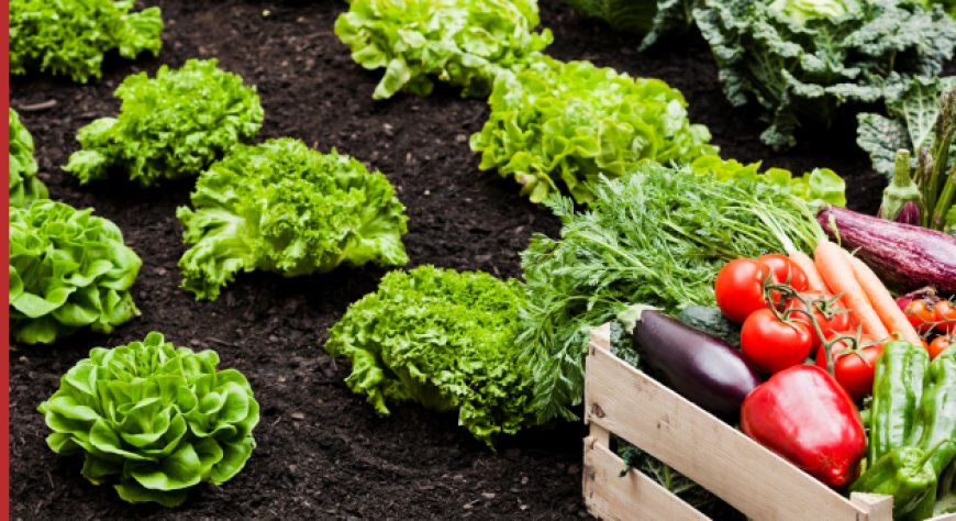 Agricoltura: l'Italia ha tre mesi per evitare la restituzione di 52 milioni di euro all'UE