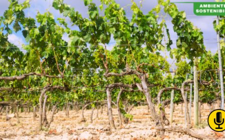 Dry farming: dalla scossa californiana a una possibile prospettiva europea?