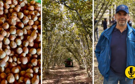 La rinascita della Nocciola Etnea: verso la DOP del vulcano
