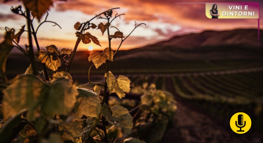 Crisi del vino in Europa: gli espianti sono davvero la soluzione?