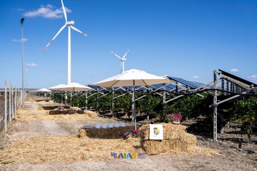 In Puglia il Convivio Agrivoltaico celebra il legame tra viticoltura e fotovoltaico