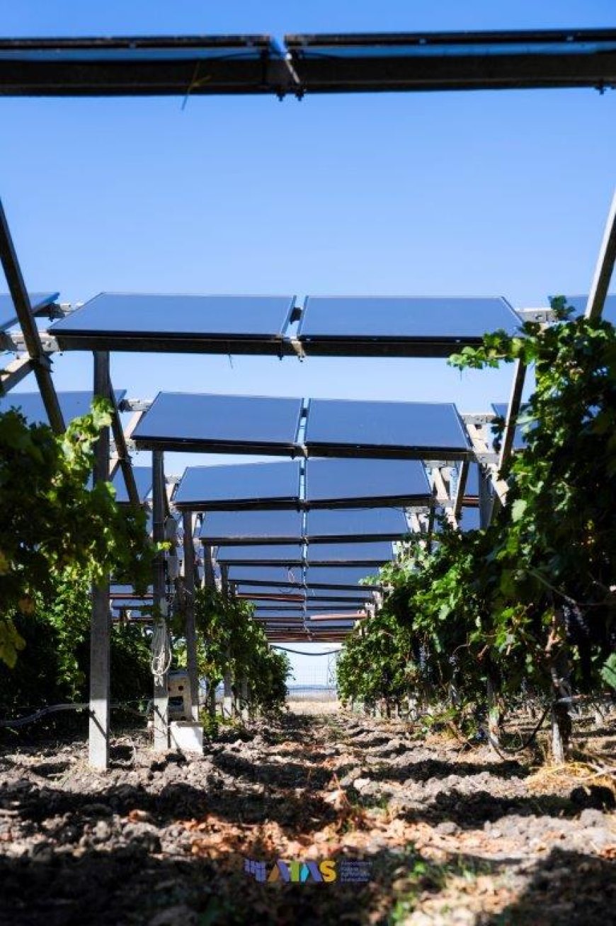 In Puglia il Convivio Agrivoltaico celebra il legame tra viticoltura e fotovoltaico