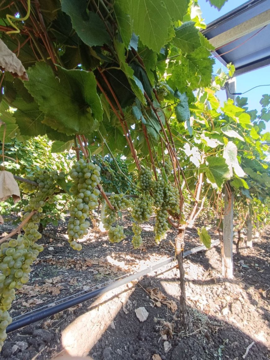 In Puglia il Convivio Agrivoltaico celebra il legame tra viticoltura e fotovoltaico