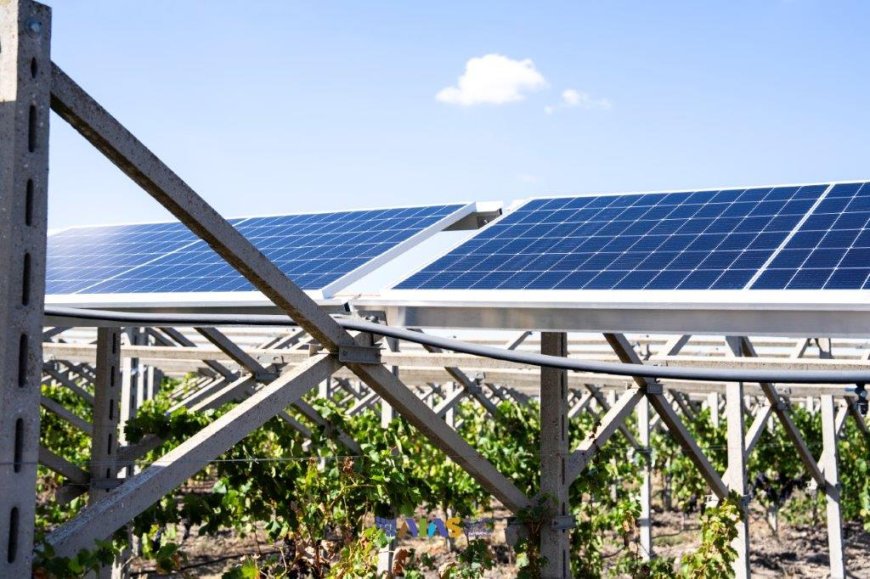 In Puglia il Convivio Agrivoltaico celebra il legame tra viticoltura e fotovoltaico