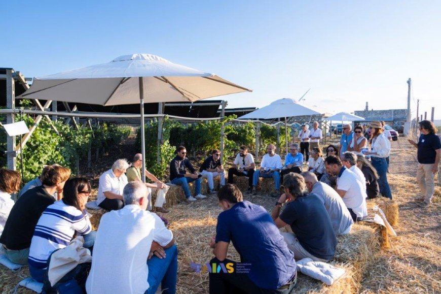 In Puglia il Convivio Agrivoltaico celebra il legame tra viticoltura e fotovoltaico