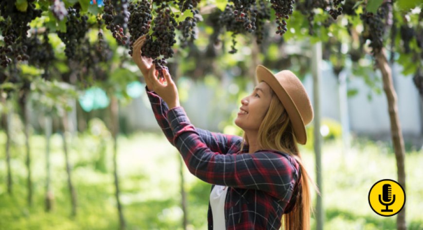 Turismo Made in Italy: l’alleanza Airbnb–Coldiretti per un nuovo enoturismo