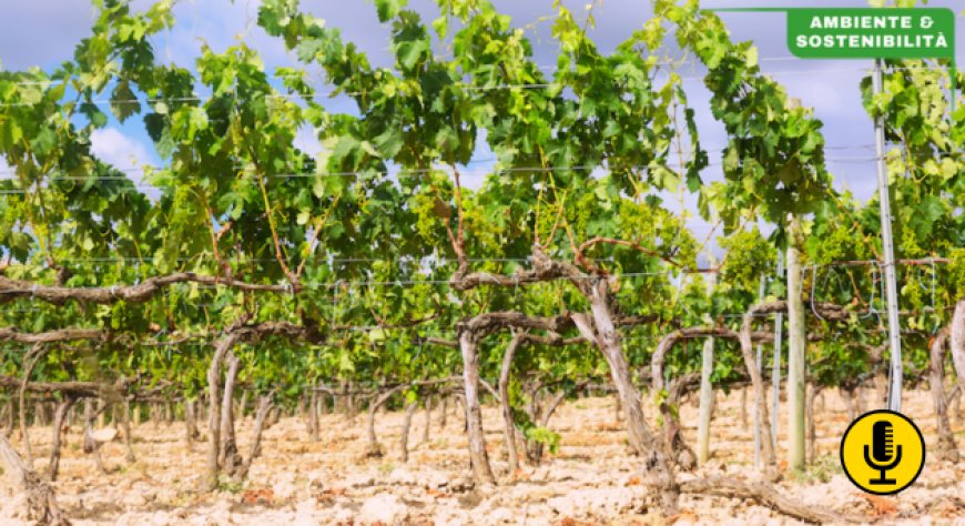 Dry farming: dalla scossa californiana a una possibile prospettiva europea?