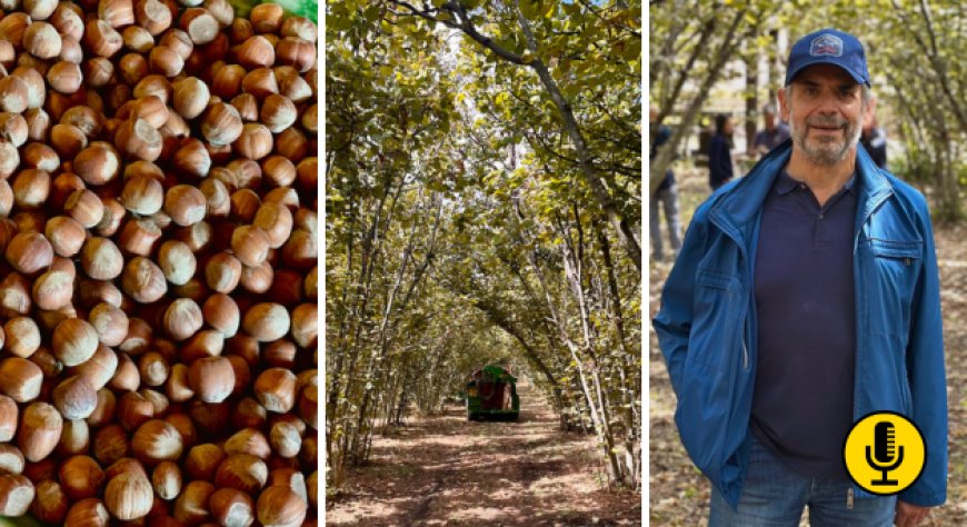 La rinascita della Nocciola Etnea: verso la DOP del vulcano