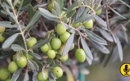 Olivicoltura italiana: un piano, molte incognite